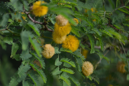 Leaves, flowers, buds and pods of the growing Vachellia farnesiana, known as acacia or sponge acacia grown in an organicallyの写真素材