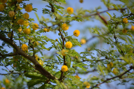 Leaves, flowers, buds and pods of the growing Vachellia farnesiana, known as acacia or sponge acacia grown in an organicallyの写真素材