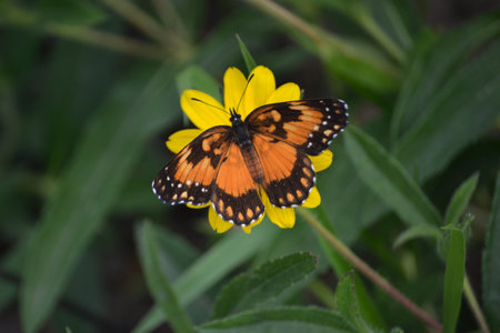 Butterfly of the species Chlosyne lacinia, landing and removing pollen from the yellow flower of the species Cosmos sulphureusの写真素材