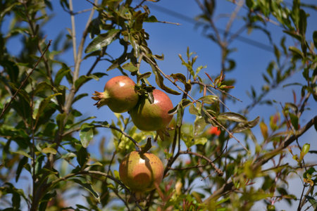 Fruits, leaves and flowers of the growing pomegranate tree (Punica granatum) grown in an organically grown agroforestry system in the city of Rio de Janeiro, Brazil.の写真素材