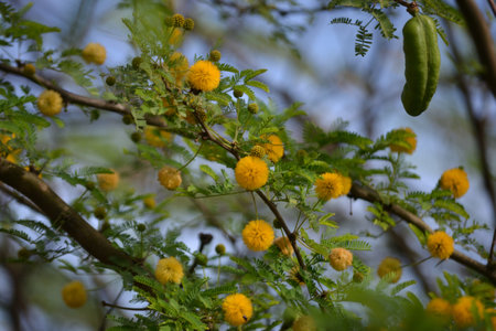 Leaves, flowers, buds and pods of the growing Vachellia farnesiana, known as acacia or sponge acacia grown in an organicallyの写真素材