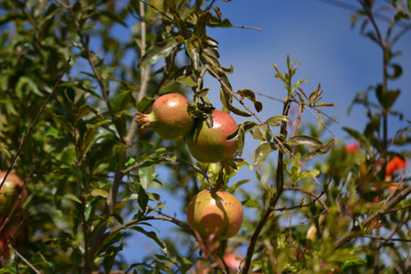 Fruits, leaves and flowers of the growing pomegranate tree (Punica granatum) grown in an organically grown agroforestry system in the city of Rio de Janeiro, Brazil.の写真素材