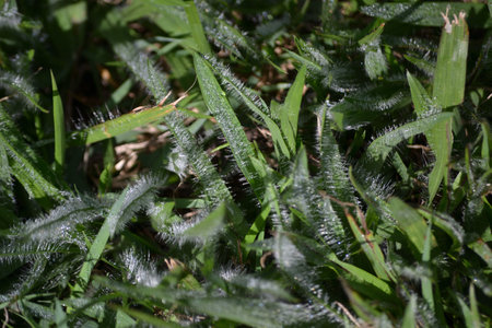 Leaves of the grass known as brachiaria with dew on all its leaves.の写真素材