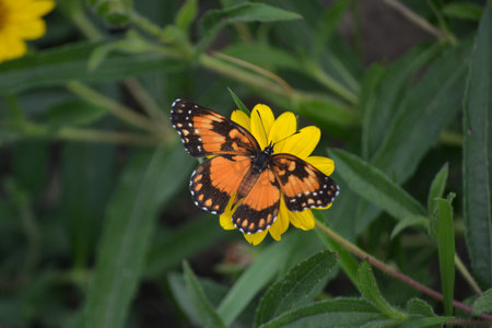 Butterfly of the species Chlosyne lacinia, landing and removing pollen from the yellow flower of the species Cosmos sulphureusの写真素材