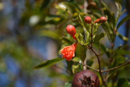 Fruits, leaves and flowers of the growing pomegranate tree (Punica granatum) grown in an organically grown agroforestry system in the city of Rio de Janeiro, Brazil.の写真素材