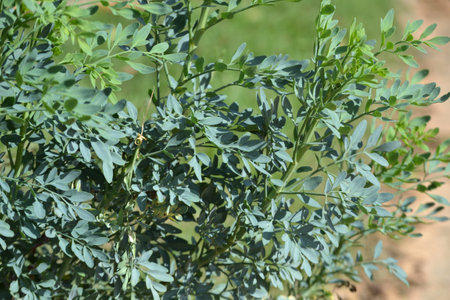 Many of the plants known in Brazil as rue (Ruta graveolens) show their small green leaves, on many branches. Taking up the entire photo.の写真素材