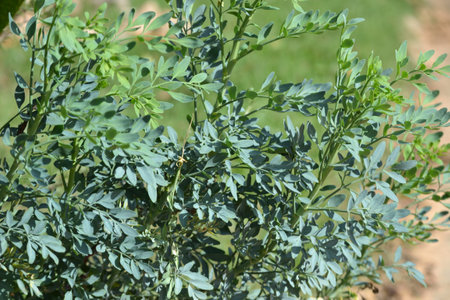 Many of the plants known in Brazil as rue (Ruta graveolens) show their small green leaves, on many branches. Taking up the entire photo.の写真素材
