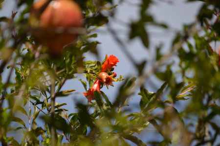 Fruits, leaves and flowers of the growing pomegranate tree (Punica granatum) grown in an organically grown agroforestry system in the city of Rio de Janeiro, Brazil.の写真素材