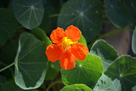 Orange leaves and flowers of the plant called nasturtium (Tropaeolum majus)の写真素材