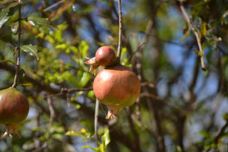 Fruits, leaves and flowers of the growing pomegranate tree (Punica granatum) grown in an organically grown agroforestry system in the city of Rio de Janeiro, Brazil.の写真素材