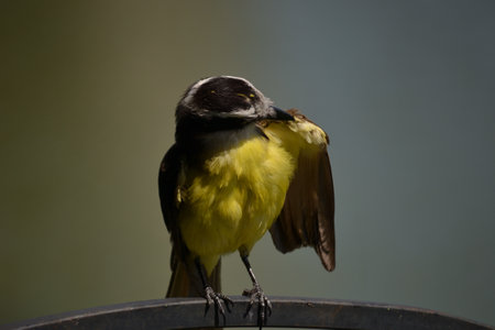 Brown bird with a yellow and white breast of the species Pitangus sulphuratus, known as the kiskadeeの写真素材