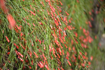 Many small, red, cylindrical-shaped leaves and flowers of the nasturtium plant (Russelia equisetiformis)の写真素材