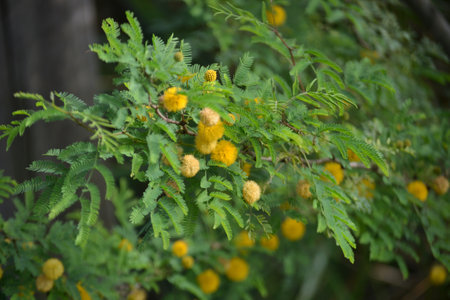 Leaves, flowers, buds and pods of the growing Vachellia farnesiana, known as acacia or sponge acacia grown in an organicallyの写真素材