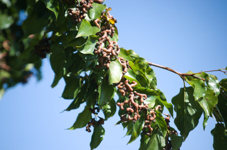 Plant known as Japanese grape (Hovenia dulcis) and its distorted light brown leaves and fruits.の写真素材