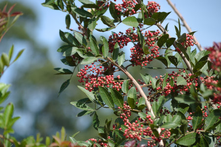 Details of the plant known as Aroeira or mastic tree (Schinus terebinthifolia) and its pink pepperの写真素材
