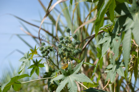 Plant known as castor oil plant (Ricinus communis) showing its flowers, leaves and clusters of green, spiny fruitsの写真素材