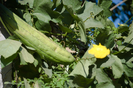 The plant that produces loofah, also known as Luffa acutangula, and its fruits, flowers and leavesの写真素材