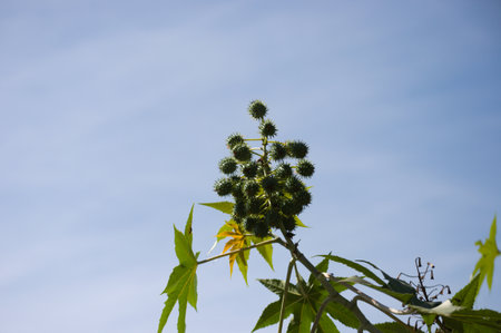 Plant known as castor oil plant (Ricinus communis) showing its flowers, leaves and clusters of green, spiny fruitsの写真素材