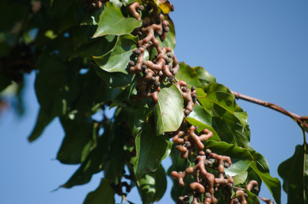 Plant known as Japanese grape (Hovenia dulcis) and its distorted light brown leaves and fruits.の写真素材