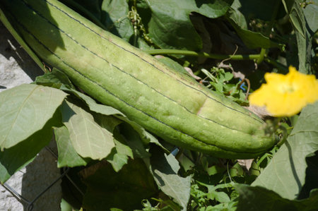 The plant that produces loofah, also known as Luffa acutangula, and its fruits, flowers and leavesの写真素材