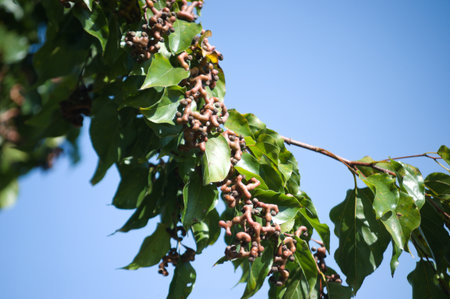 Plant known as Japanese grape (Hovenia dulcis) and its distorted light brown leaves and fruits.の写真素材