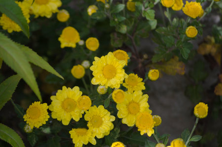Plant known as yellow chrysanthemum as Chrysanthemum x morifolium or Dendranthema grandiflorumの写真素材