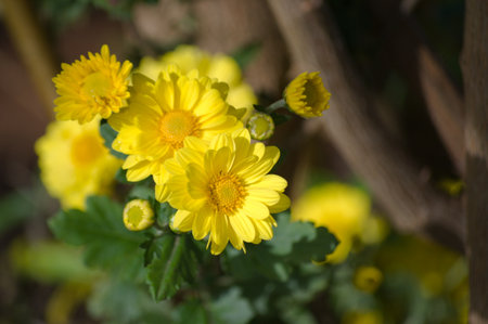 Plant known as yellow chrysanthemum as Chrysanthemum x morifolium or Dendranthema grandiflorumの写真素材