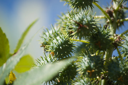 Plant known as castor oil plant (Ricinus communis) showing its flowers, leaves and clusters of green, spiny fruitsの写真素材