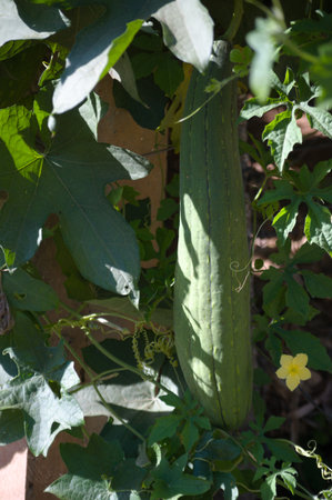 The plant that produces loofah, also known as Luffa acutangula, and its fruits, flowers and leavesの写真素材