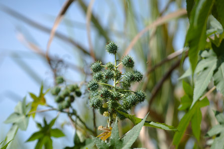 Plant known as castor oil plant (Ricinus communis) showing its flowers, leaves and clusters of green, spiny fruitsの写真素材