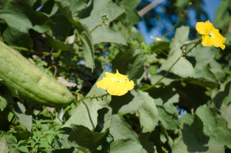 The plant that produces loofah, also known as Luffa acutangula, and its fruits, flowers and leaves