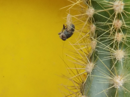 cactus, catching a fly ..の写真素材