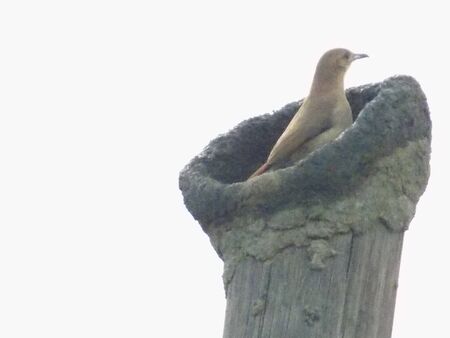 construje bird homeの写真素材