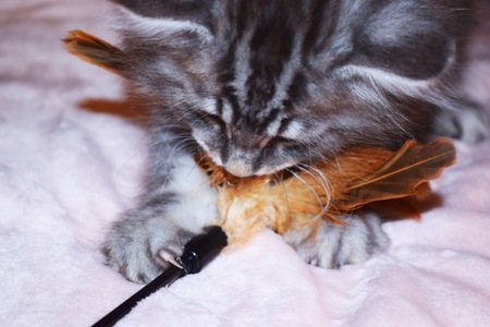 Kurilian Bobtail kitten blue silver tabby playsの写真素材