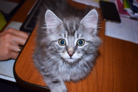 Kuril Bobtail kitten blue silver marble tabbyの写真素材