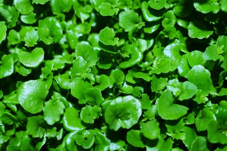 leaves of small flowers only increased in springの写真素材