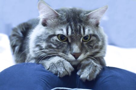 The Kurilian Bobtail cat blue silver tabby striped the legs foldedの写真素材