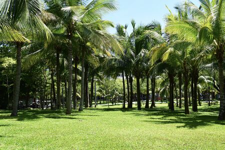 palm trees Dadonghai, Sanya, Hainan in Sunny weatherの写真素材