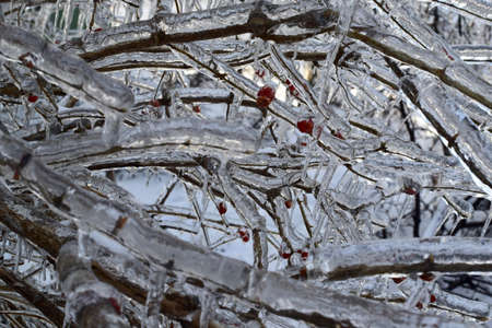 Ice storm in Vladivostok, Russia. November 2020. Frozen tree branches against a background of snow.の写真素材