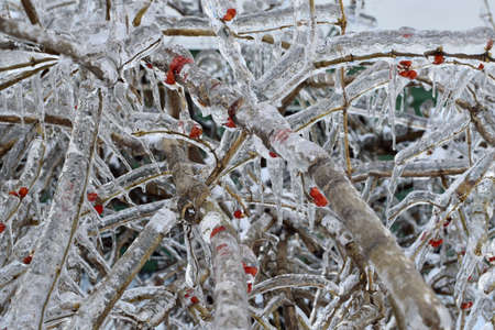 Ice storm in Vladivostok, Russia. November 2020. Frozen tree branches against a background of snow.の写真素材