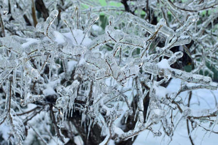Ice storm in Vladivostok, Russia. November 2020. Frozen tree branches against a background of snow.の写真素材