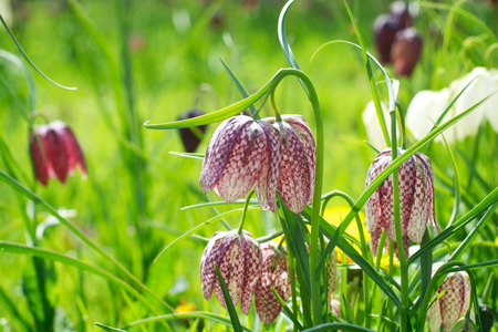 Snake s head fritillaryの写真素材