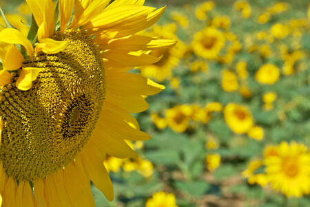 Sunflower head detailの写真素材