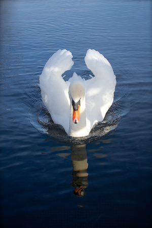 Swan gliding on London lake with reflectionの写真素材