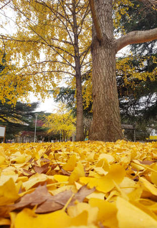 Autumn colors, yellow ginkgo biloba leaves fallen to the ground among the green grass in the outdoor park.の写真素材