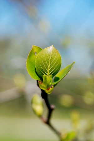 growthの写真素材