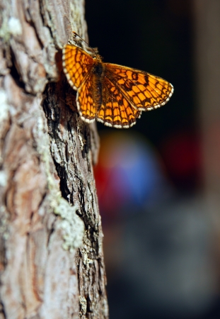 orange butterfly sitting on a pine treeの写真素材