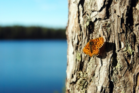 orange butterfly on a pine tree on a background of lake and woodsの写真素材