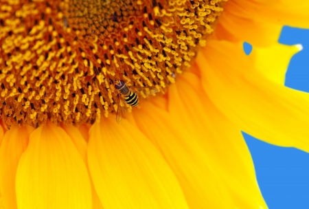 sunflowerの写真素材