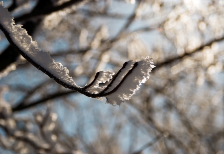 branch covered with snowの写真素材